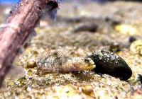 Бычок дракон Индонезийский  Schismatogobius risdawatiae