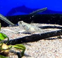 Бычок дракон тигровый  Schismatogobius risdawatiae