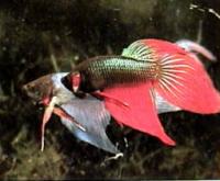 Петушки сиамские разные (самцы)  Betta splendens var.