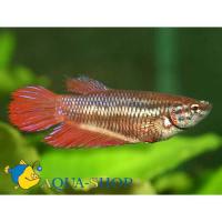 Петушки сиамские разные (самки)  Betta splendens var.