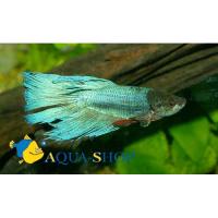 Петушок сиамский голубой (самец)  Betta splendens Veiltail Blue male