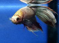 Петушок сиамский Дракон Красный (самец)  Betta splendens Dragon Red male