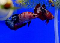 Петушок сиамский Плакат Mногоцветный (самка)  Betta splendens Plakat Multicolour female