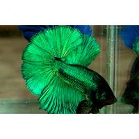 Петушок сиамский зеленый (самец)  Betta splendens Green male