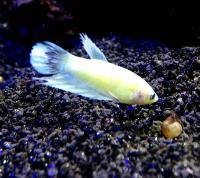 Петушок сиамский флуоресцентный (самка)  Betta splendens Green male