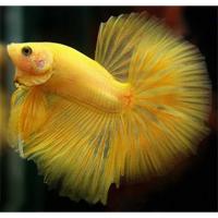 Петушок сиамский желтый (самец)  Betta splendens Yellow male