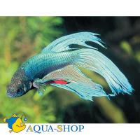 Петушок сиамский вуалевый (самец)  Betta splendens Veiltail male