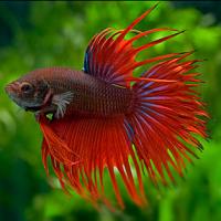 Петушок сиамский Сиамская Корона (самец)  Betta splendens Crowntail male