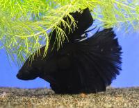 Петушок сиамский Супердельта черный - самец  Betta splendens var.