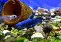 Петушок сиамский Плакат Халф Мун Алиен (самец)  Betta splendens Plakat Halfmoon Alien male