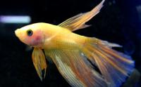 Петушок сиамский Плакат Халф Мун Желтый (самец)  Betta splendens Plakat Halfmoon Yellow male