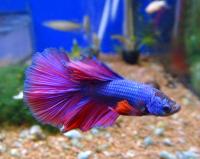 Петушок сиамский Супердельта (самец)  Betta splendens Super Delta male