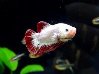 Петушок сиамский Плакат Халф Мун Красный Дракон (самец)  Betta splendens Plakat Halfmoon Red Dragon male