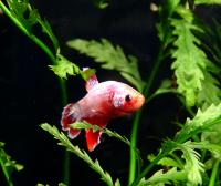 Петушок сиамский Плакат Кенди (самец)  Betta splendens Plakat Candy male