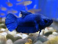 Петушок сиамский Плакат Синий (самец)  Betta splendens Plakat Blue male