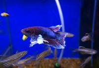 Петушок сиамский Плакат Халф Мун (самец)  Betta splendens Plakat Halfmoon male