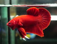 Петушок сиамский Плакат Супер Красный (самец)  Betta splendens Plakat Super Red male