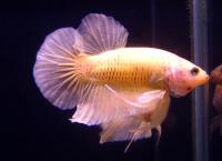 Петушок сиамский Плакат Супер Желтый (самец)  Betta splendens Plakat Super Yellow male