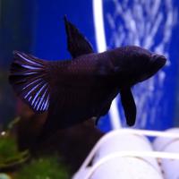 Петушок сиамский Плакат Супер Черный (самец)  Betta splendens Plakat Super Black male