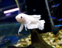 Петушок сиамский Плакат Халф Мун Платина (самец)  Betta splendens Plakat Half Moon Platinum male