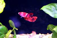 Петушок сиамский Плакат Маскарад (самка)  Betta splendens Plakat Fancy female