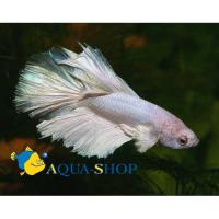 Петушок сиамский Халф Мун (самец)  Betta splendens Halfmoon male