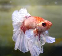 Петушок сиамский Слоновье Ухо Халф Мун (самец)  Betta splendens Elephant Ear male