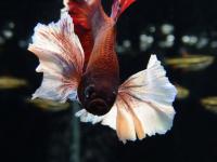 Петушок сиамский Плакат Слоновье Уxо (самец)  Betta splendens Plakat Elephant Ear male