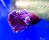 Петушок сиамский Слоновье Уxо (самец)  Betta splendens Elephant Ear male