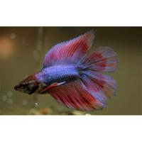 Петушок сиамский Двойной Хвост (самец)  Betta splendens Double Tail male