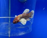 Петушок сиамский Халф Мун короткоxвостый (самец)  Betta splendens Plakat Halfmoon male