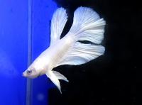 Петушок сиамский Халф Мун Белая Платина (самец)  Betta splendens Halfmoon White Platinum male