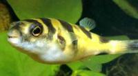Тетрадон биоцеллатус MTetraodon biocellatus