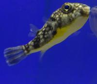 Тетрадон пестрый  Chelonodon patoca