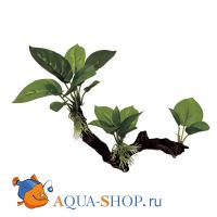 Декоративная композиция ArtUniq Коряга с анубиасом, 22x11x20 см
