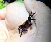 Краб вампир Черноногий  Geosesarma sp. Black Legs