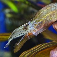 Креветка пресноводная Амано  Caridina japonica