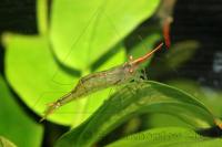 Креветка пресноводная красноносая (индийская)  Caridina gracilirostris