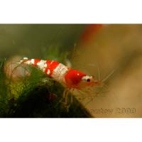 Креветка пресноводная Красный кристалл  Caridina sp.