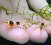 Креветка пресноводная Черный кристалл  Caridina cf.cantonensis