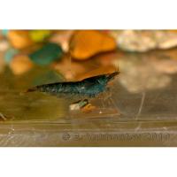 Креветка пресноводная голубая  Caridina sp.