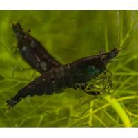 Креветка пресноводная Черный алмаз (Креветка Рили)  Neocaridina heteropoda var. Rili