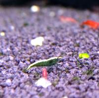 Креветка пресноводная Зеленый Нефрит  Neocaridina heteropoda var. Green Jade