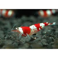 Креветка пресноводная пчелка красная  Neocaridina serrata