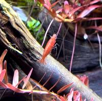 Креветка пресноводная Сакура  Neocaridina davidi “Sakura Red”