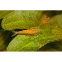 Креветка карликовая лимонная  Neocaridina heteropoda var. Lemon