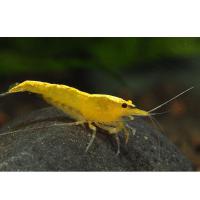 Креветка пресноводная Желтый огонь  Neocaridina heteropoda var. Yellow Fire