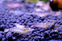 Креветка индийская зебра  Caridina sp.