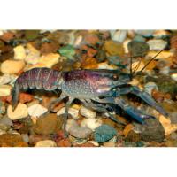 Рак флоридский снежный  Procambarus clarkii