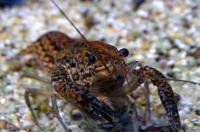 Рак мраморный  Procambarus sp.